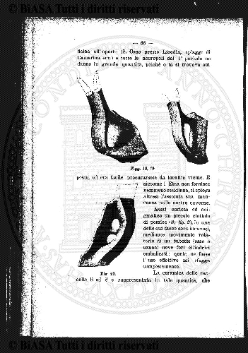 s. 2, v. 3, n. 10 (1877) - Sommario: p. 145