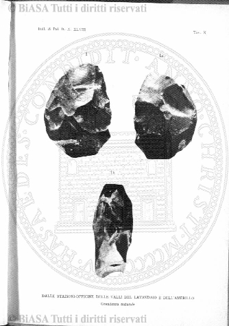 s. 2, n. 10 (1891-1892) - Pagina: 217