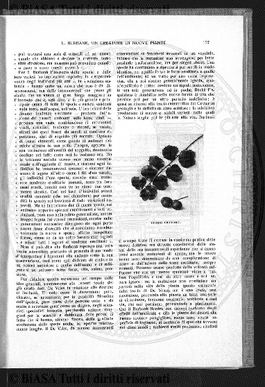 n. 11 (1906-1907) - Pagina: 45