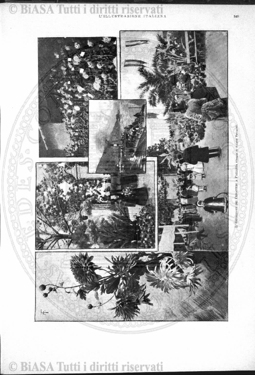 s. 2, n. 39 (1892-1893) - Pagina: 905