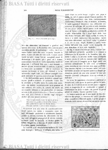 n. 32 (1784) - Pagina: 249