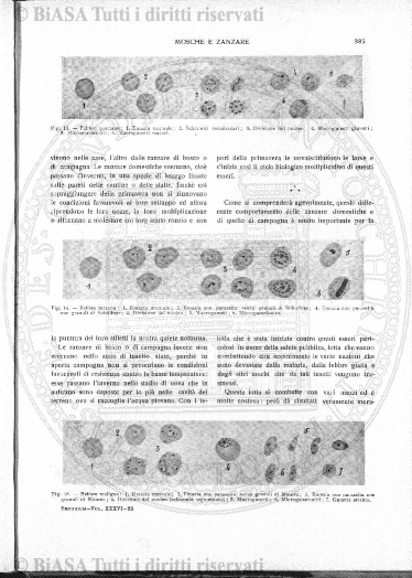 v. 9, n. 51 (1782-1783) - Pagina: 411