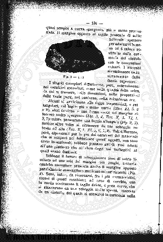 n. 18 (1874-1875) - Pagina: 137