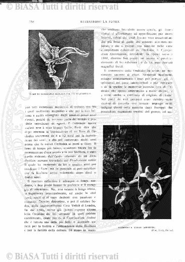 n. 50 (1873-1874) - Sommario: p. 181