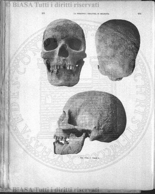 s. 3, v. 2, n. 7 (1884) - Pagina: 217