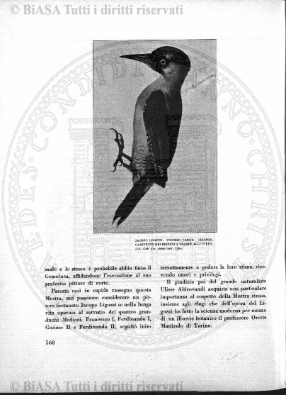 n. 15 (1888) - Pagina: 113 e sommario