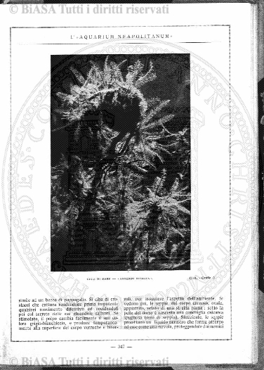 n. 5 (1924) - Pagina: 1