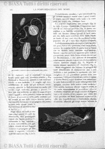 n. 38 (1878) - Frontespizio